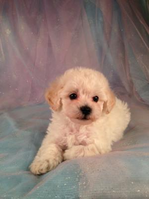 Male Bichon Poo #6 Born March 25th 2013|Sire- Bichon Dam- Poodle Ready By June 2013